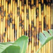 smoked burnt spot color bamboo fence