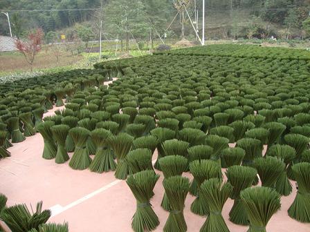 bamboo stick dyed green