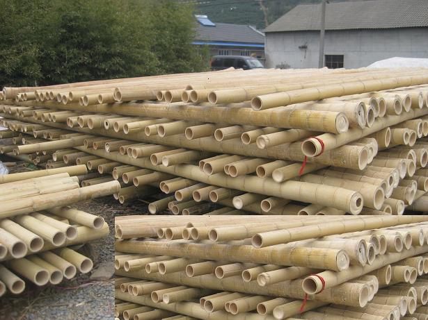 Moso Bamboo  cane